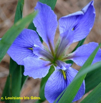 Louisiana iris Sea Wisp