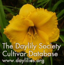 Image for Daylily Little Cheese