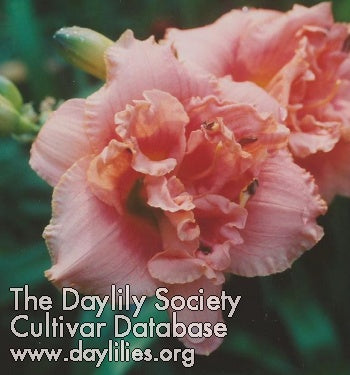 Image for Daylily Maho Mite