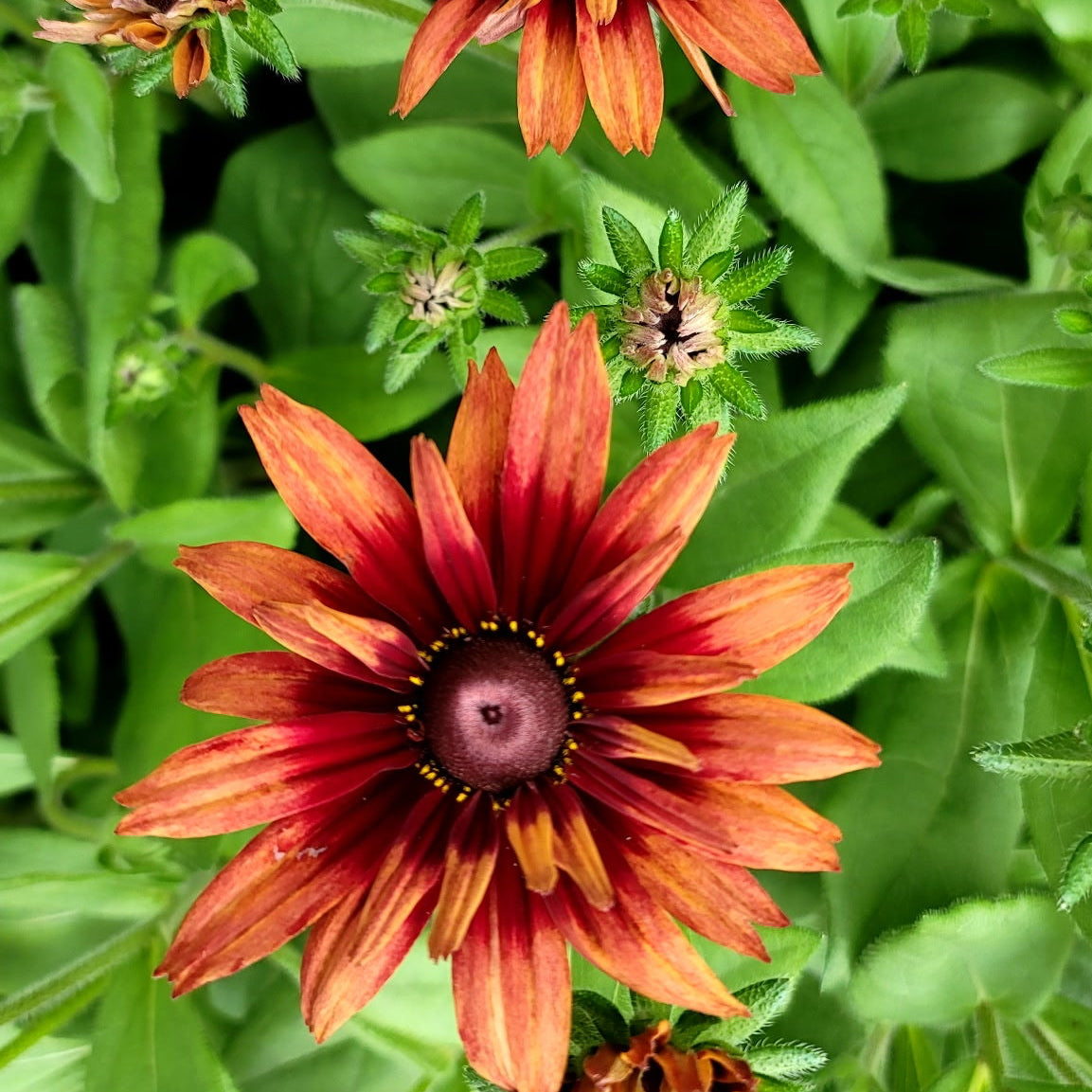 Rudbeckia ‘Sunbeckia Graffiti Scarlet’ – Rich Color for Summer and Fall