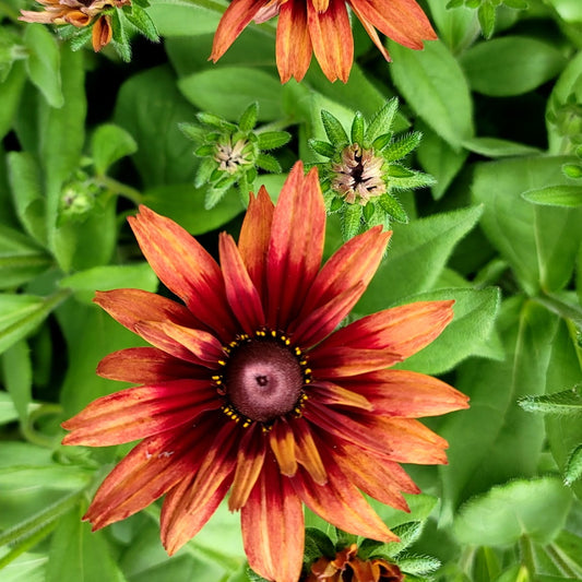 Rudbeckia ‘Sunbeckia Graffiti Scarlet’ – Rich Color for Summer and Fall