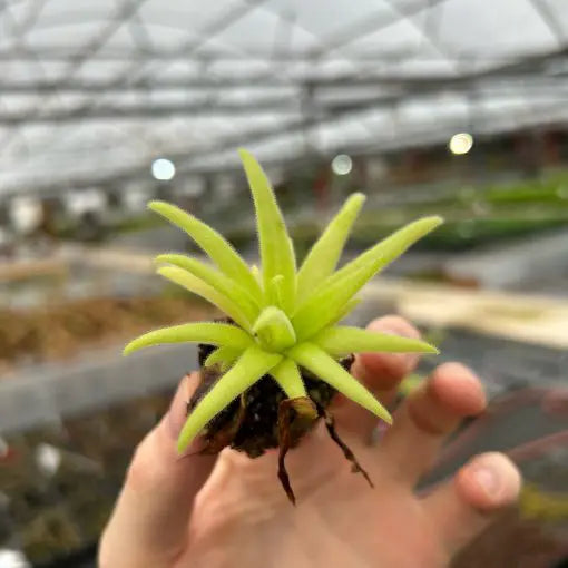Pinguicula 'Aphrodite' (Potted)