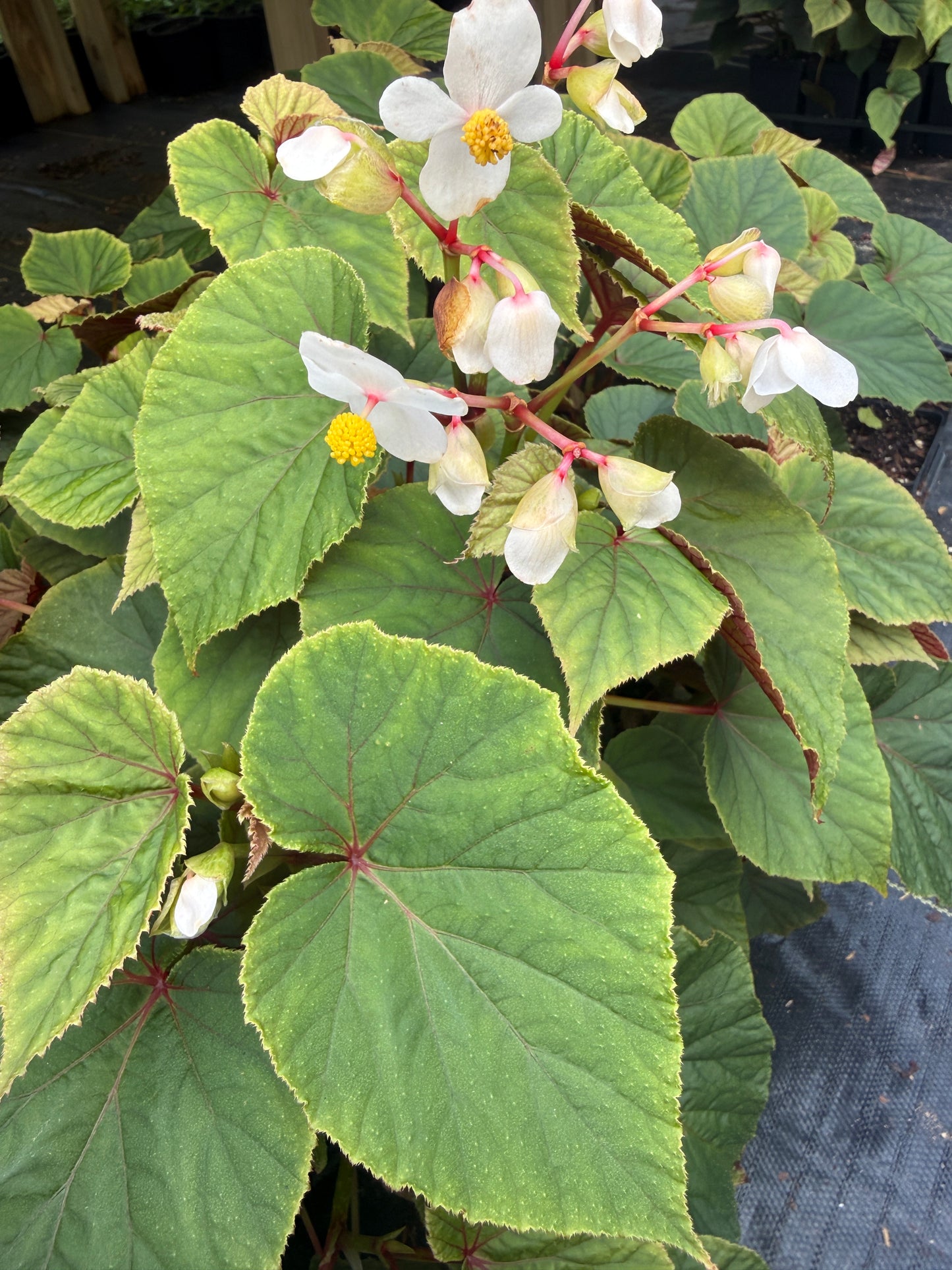 Begonia grandis ‘Alba’ – Graceful Hardy Begonia for Shade