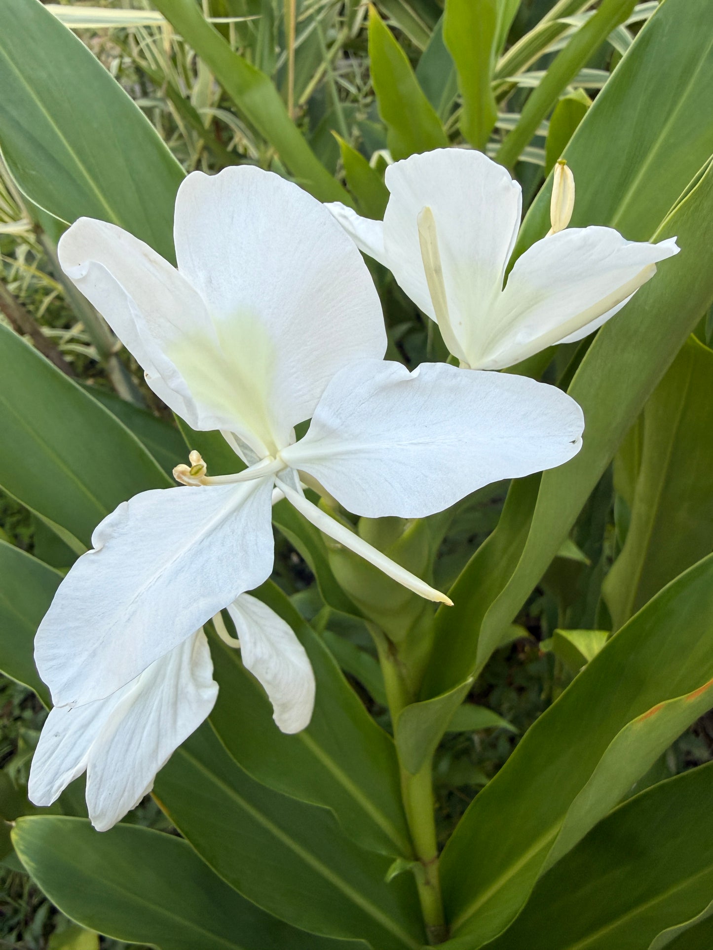 Hedychium coronarium – White Butterfly Ginger