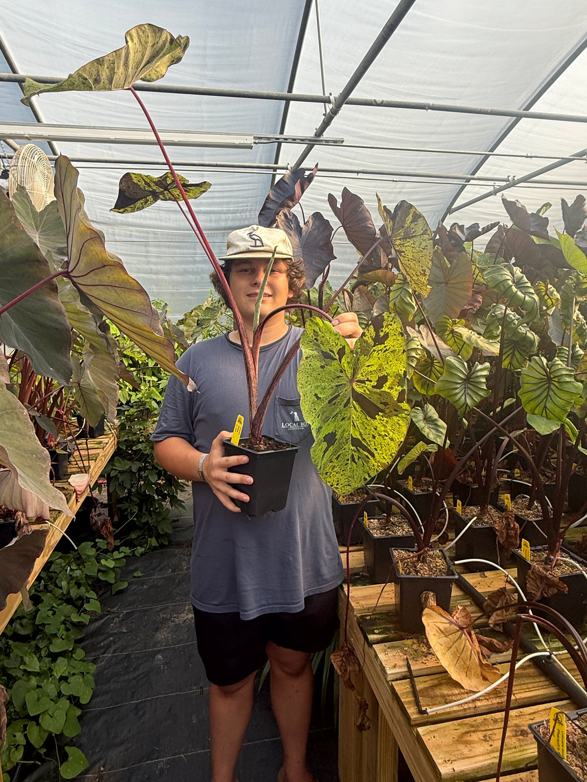 Colocasia 'Mojito' (potted)