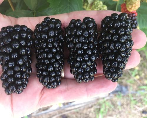 Blackberry 'Big Daddy' (PP33,701) (Potted)
