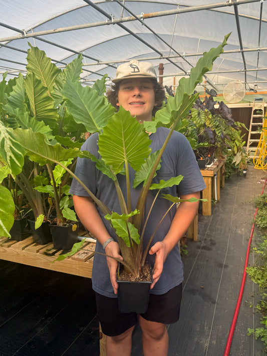 Alocasia 'Portora'