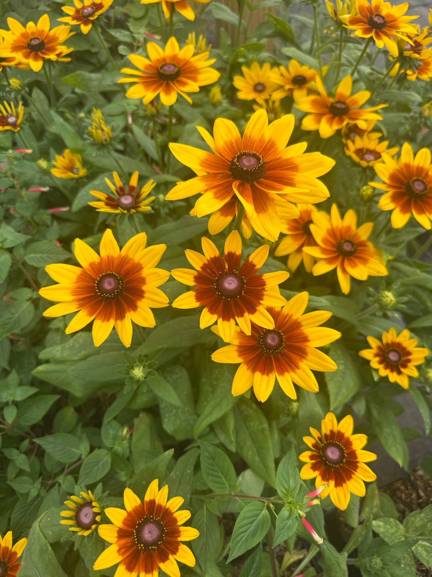 Rudbeckia ‘Sunbeckia Mia’ – Bold Color for Summer and Fall