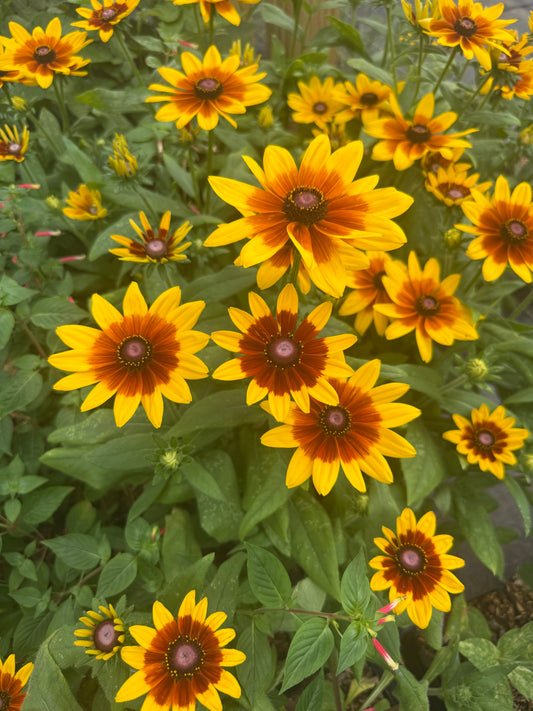 Rudbeckia ‘Sunbeckia Mia’ – Bold Color for Summer and Fall