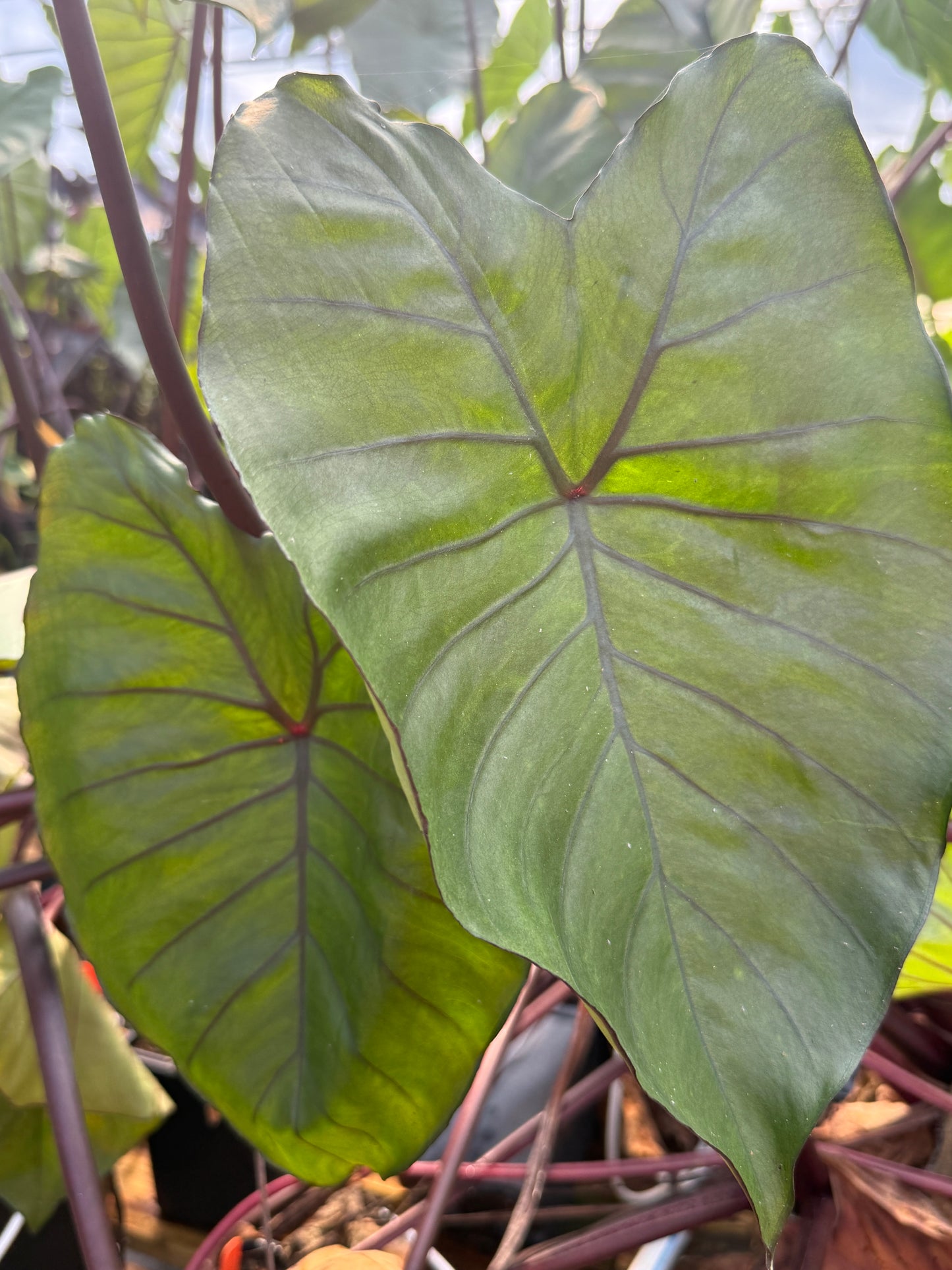 Colocasia ‘Fontanesii’ – Black Stem Elephant Ear (potted)