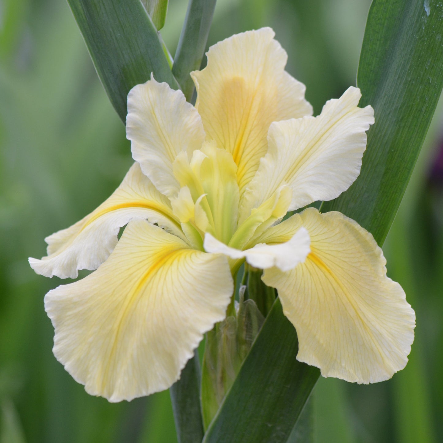 Louisiana Iris Start Of Something Big