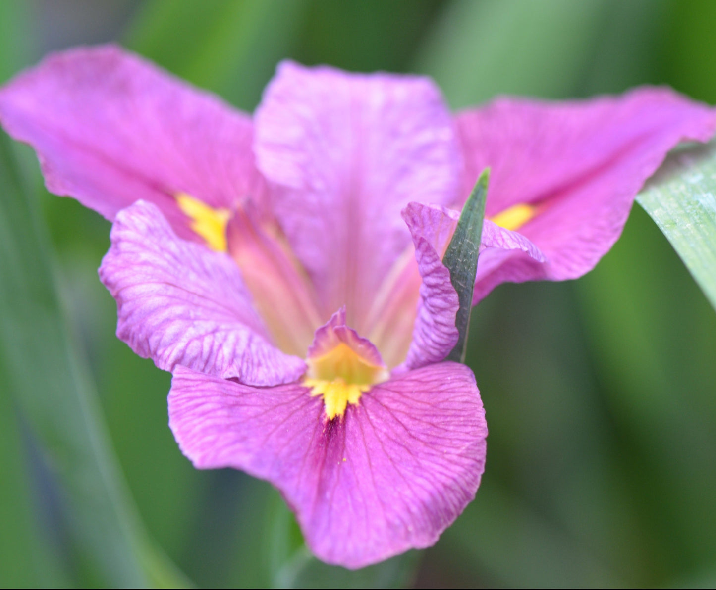 Louisiana Iris Bitty Boo