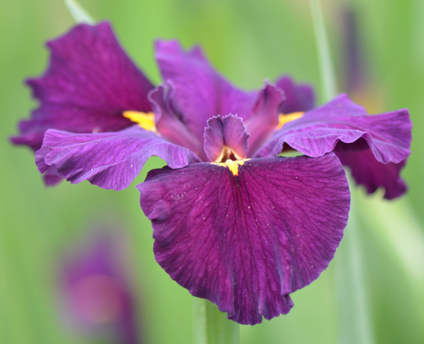 Louisiana Iris Night Thunder