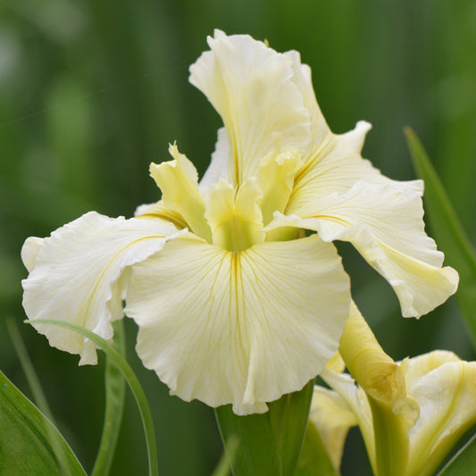 Louisiana Iris Gentle Memories