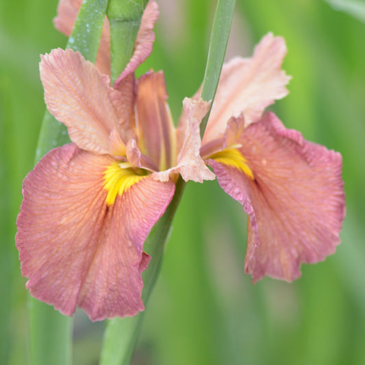 Louisiana Iris Ginger Splash