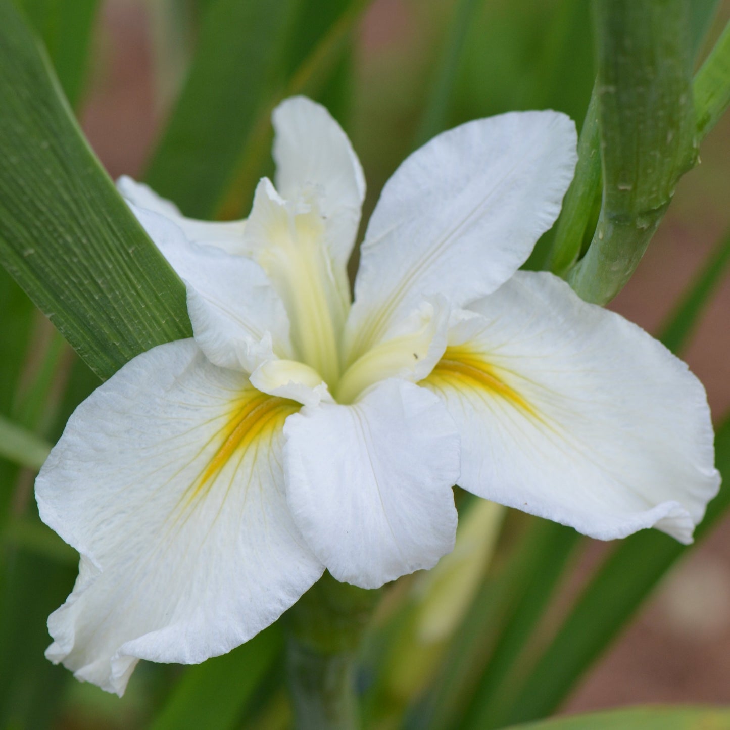 Louisiana Iris Marie Delores