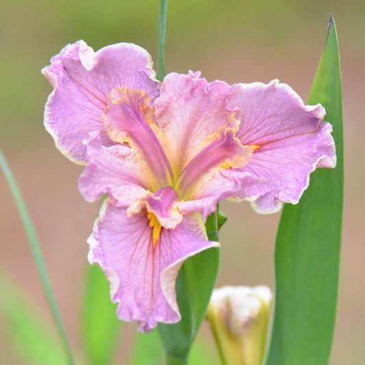 Louisiana Iris Rochester Lilacs