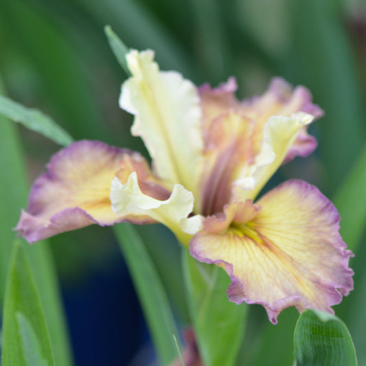 Louisiana Iris Momma Bear