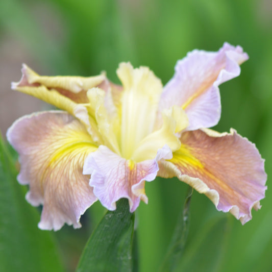 Louisiana Iris Garden Opal