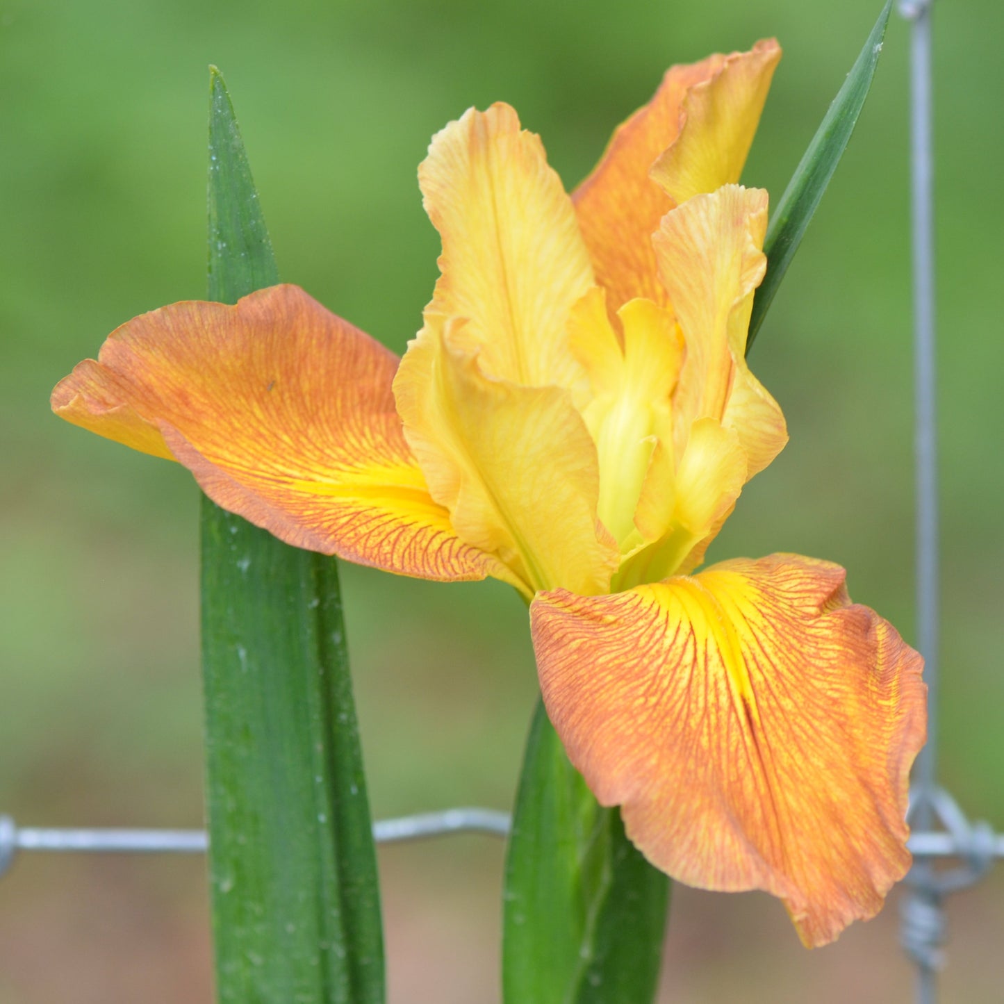 Louisiana Iris Roberta G