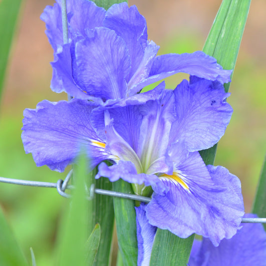 Louisiana Iris River Road