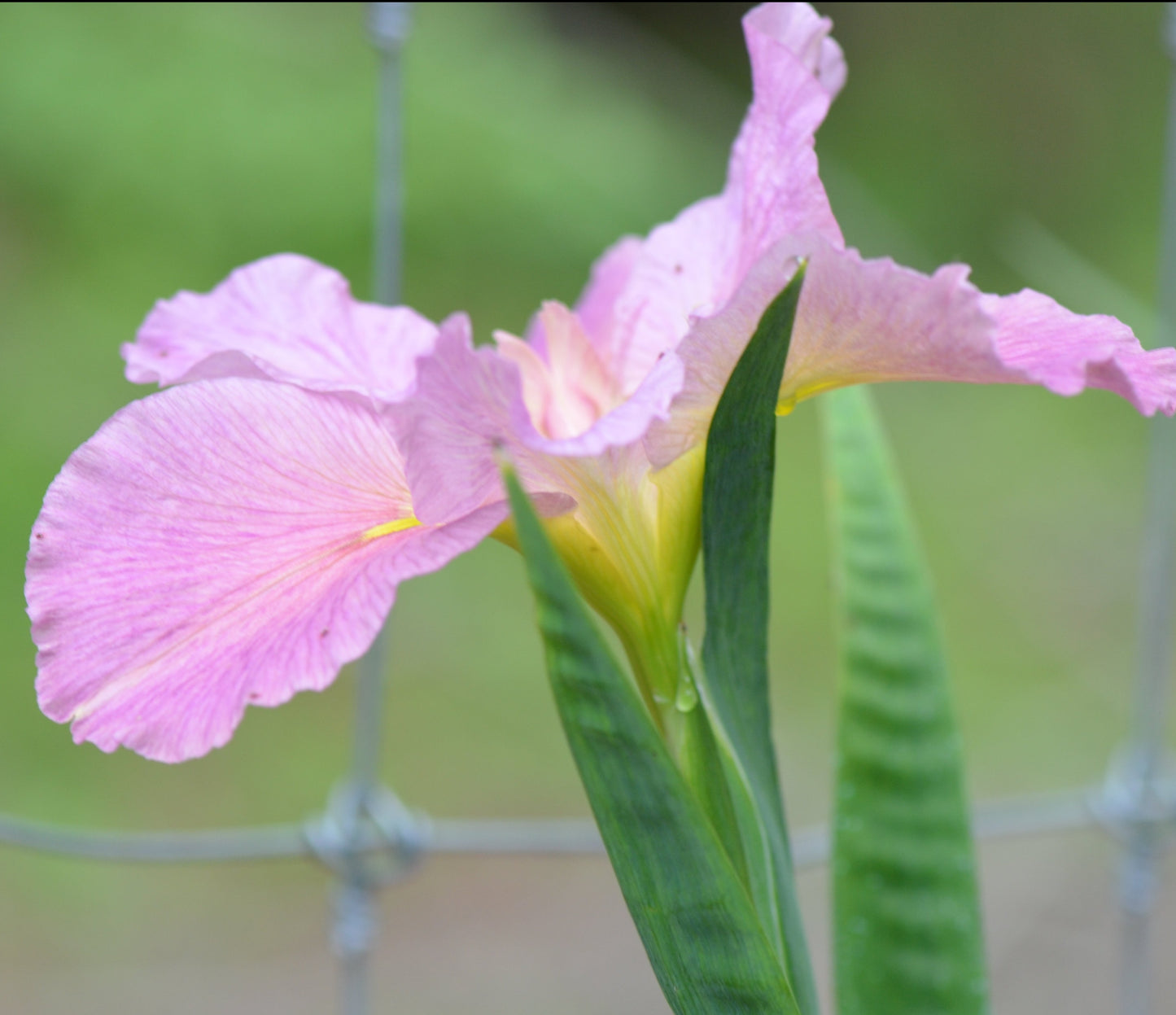 Louisiana Iris Feliciana Hills