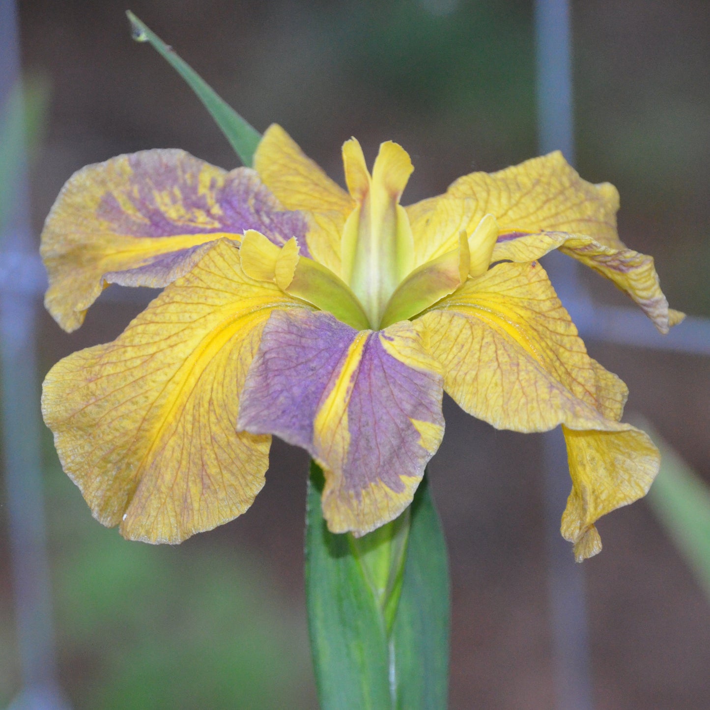 Louisiana Iris Joe Pott