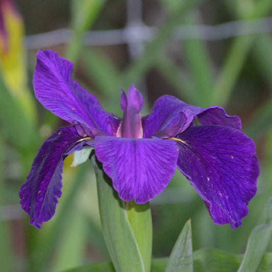 Louisiana Iris Queen of Soul