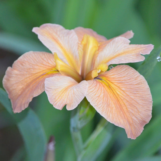 Louisiana Iris Pointe Aux Chenes