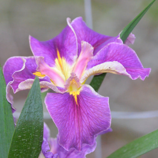 Louisiana Iris Garden Diva