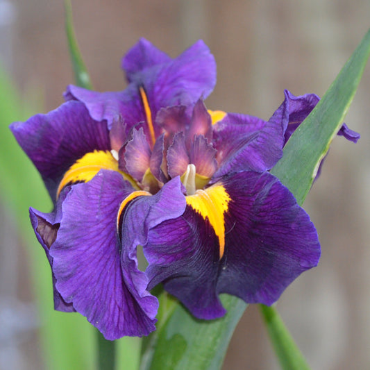 Louisiana Iris Mardi Gras Mambo