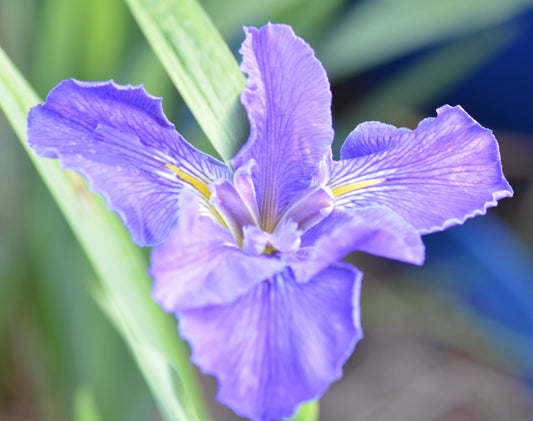 Louisiana Iris My Jon Jon