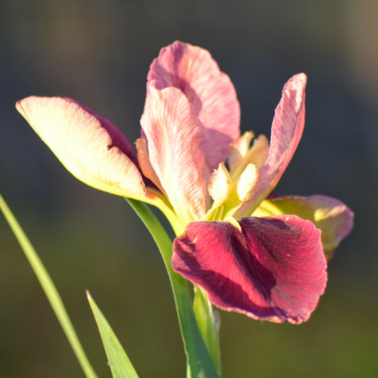 Louisiana Iris Little Winnie