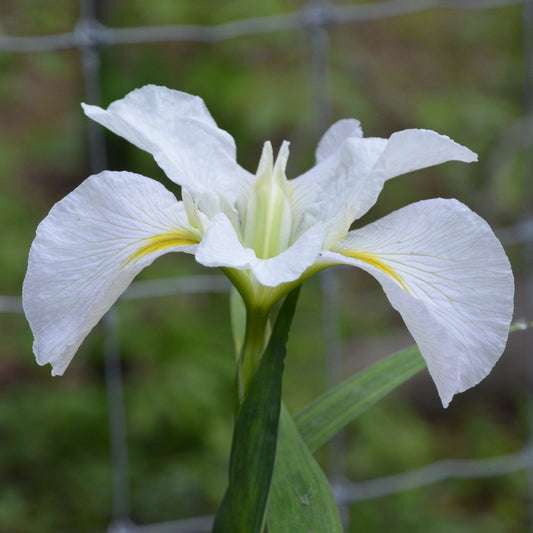 Louisiana Iris Good Doctor