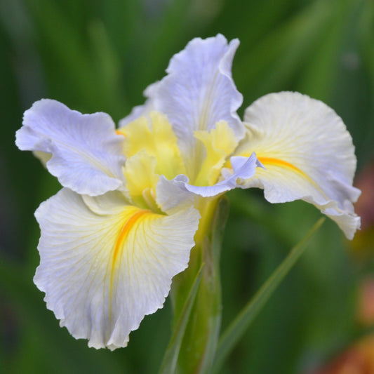 Louisiana Iris Hush Money