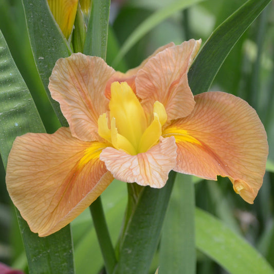 Louisiana Iris Grand Coteau