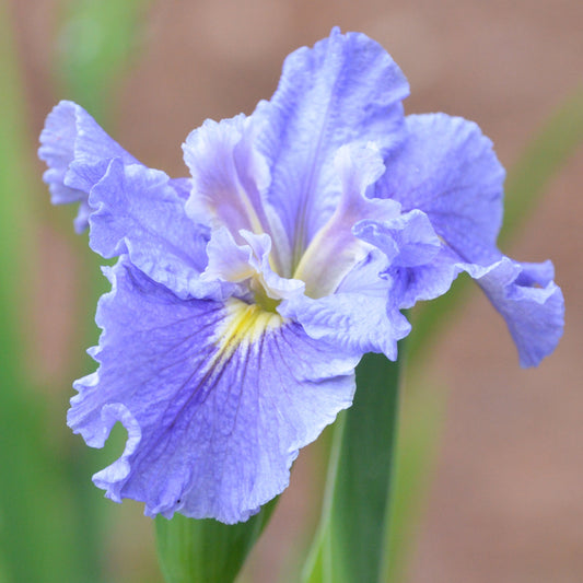 Louisiana Iris Milford Mist