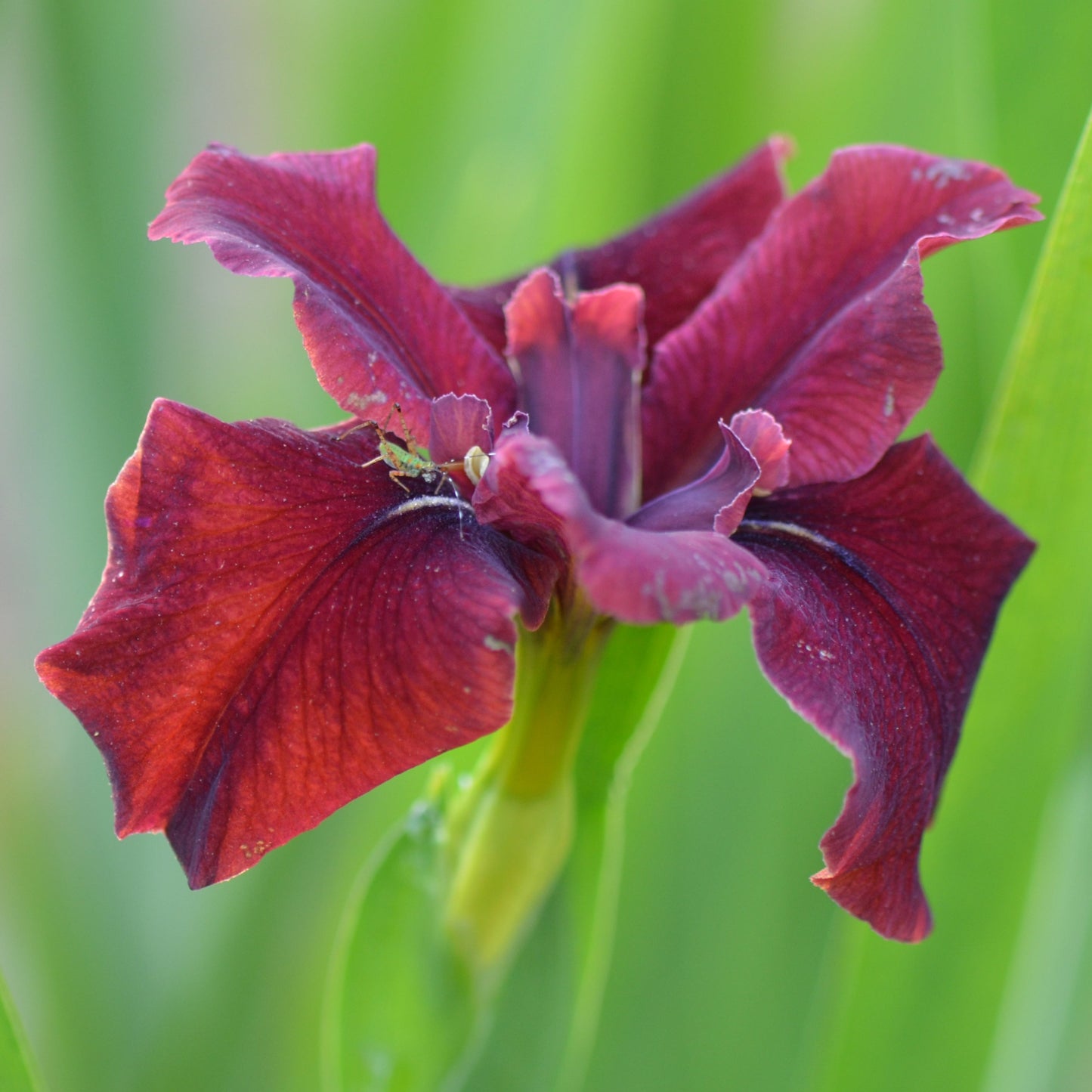 Louisiana Iris Gris Gris