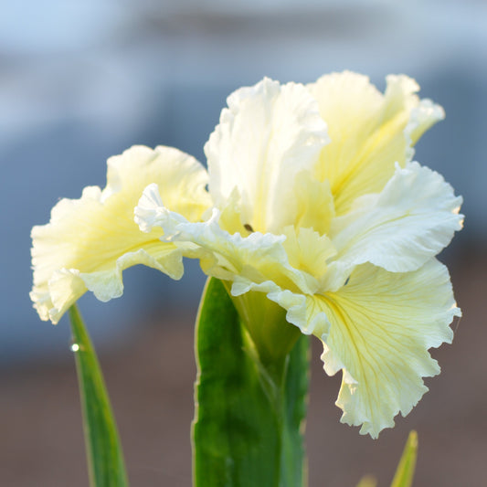 Louisiana Iris Moonlight Music