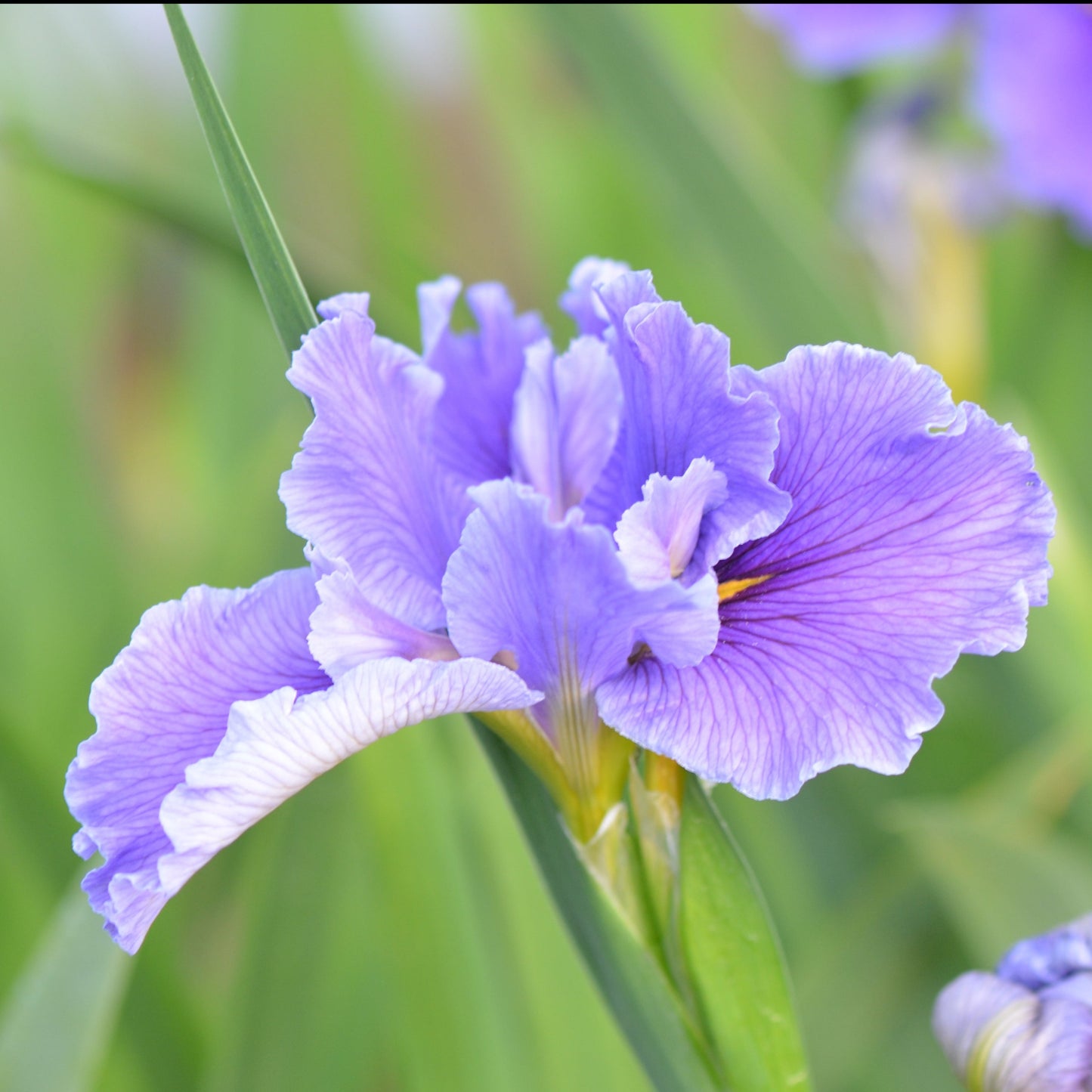 Louisiana Iris Cedar Bayou
