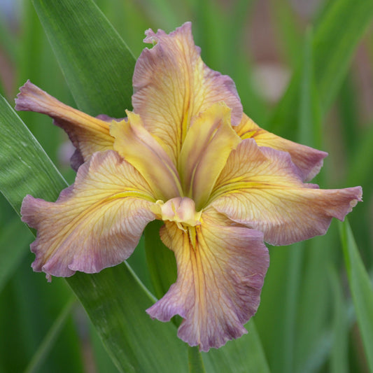 Louisiana Iris Jean Betzer