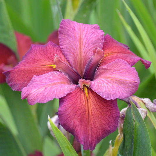 Louisiana Iris Mary Jo