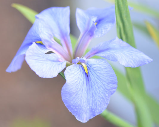 Louisiana Iris Little Rock Skies