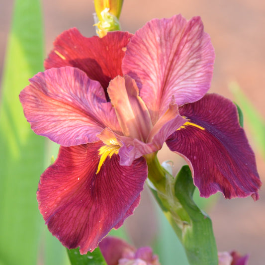 Louisiana Iris Heartbreak Warfare