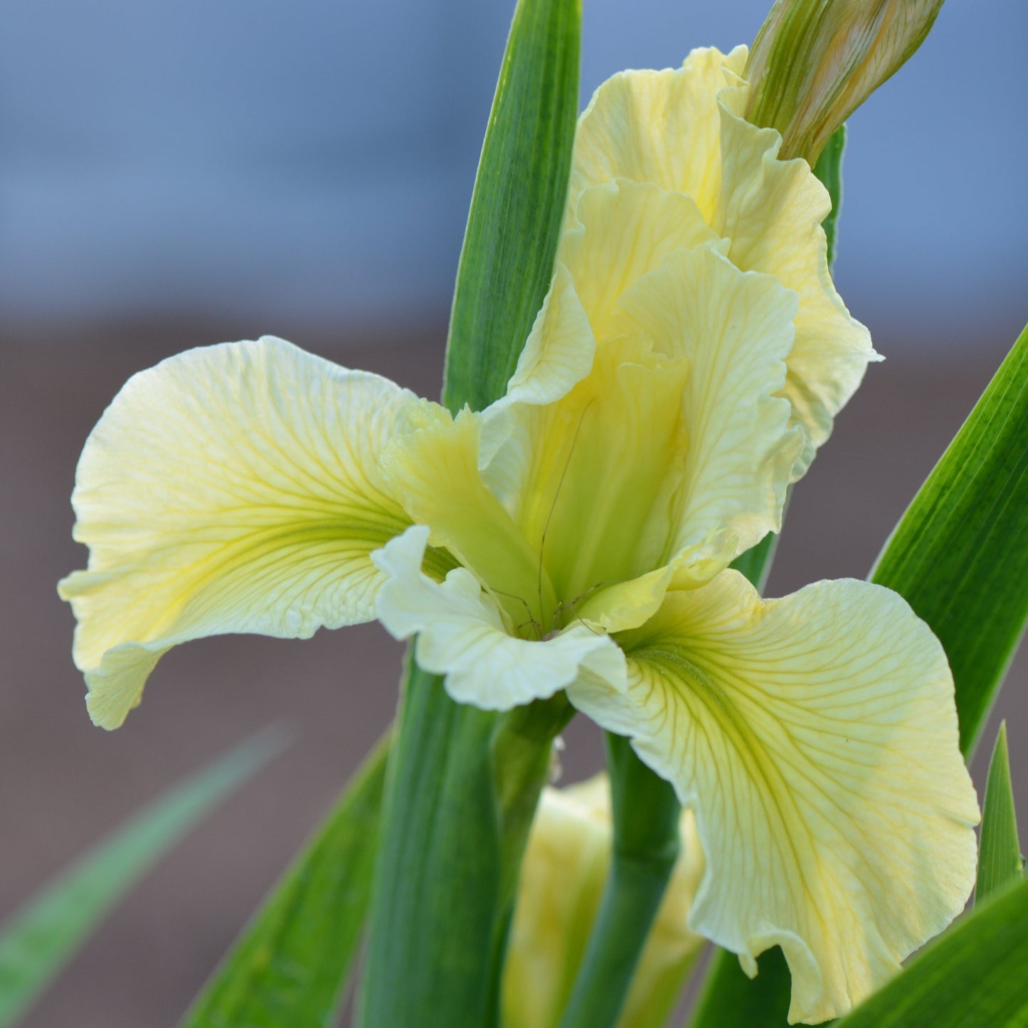 Louisiana Iris First Lime