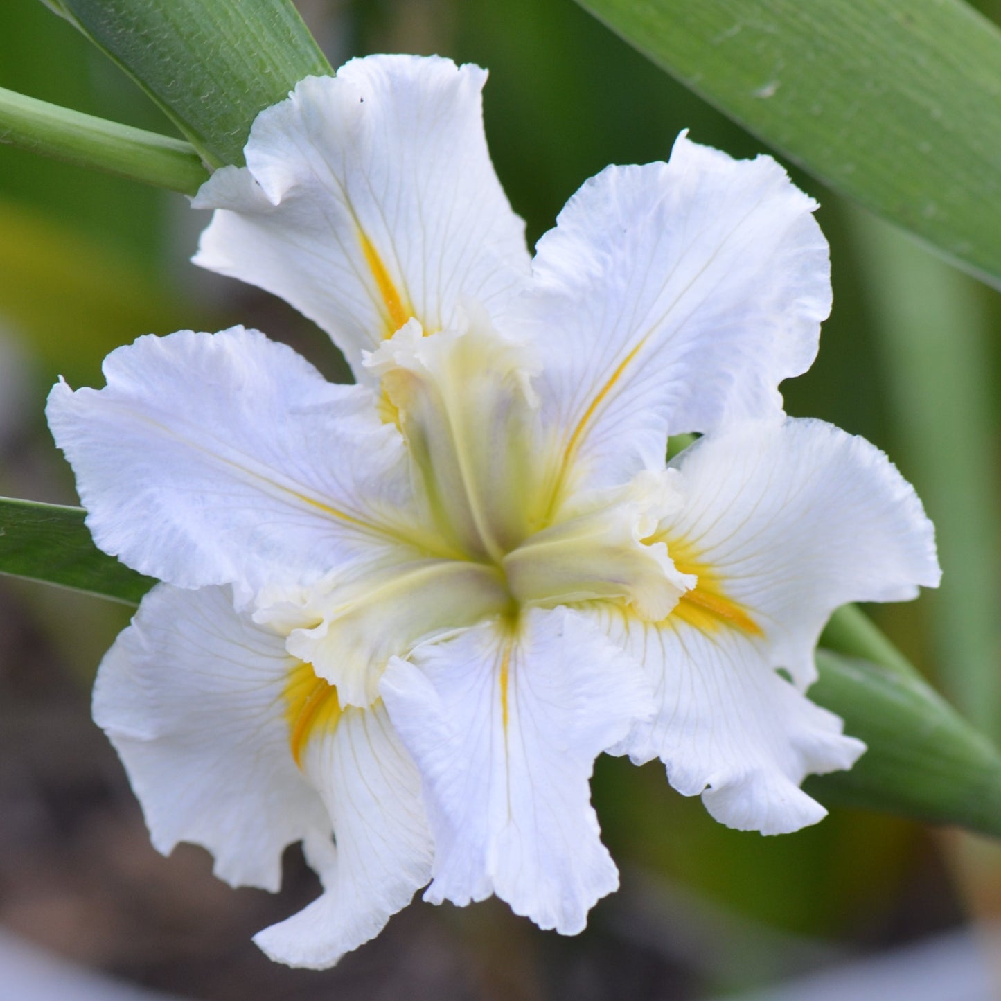 Louisiana Iris Praline Festival