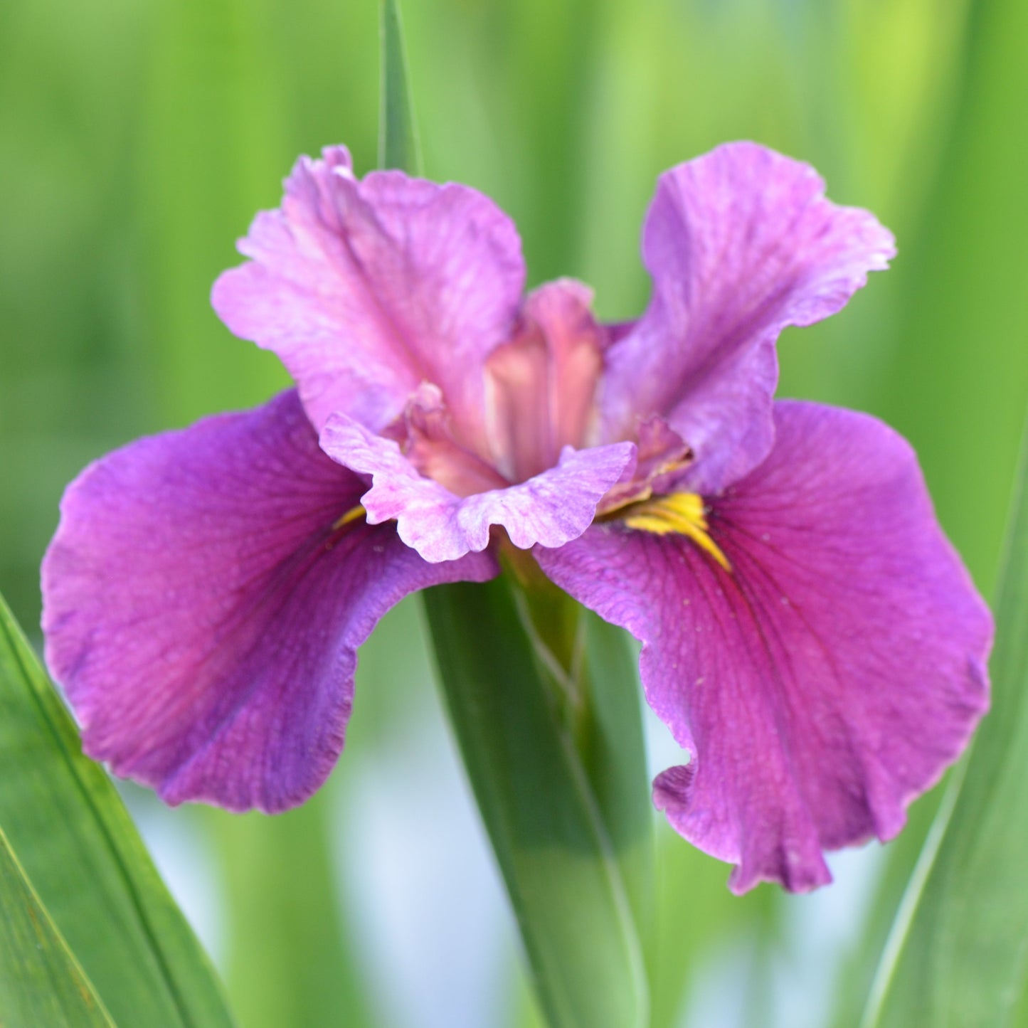 Louisiana Iris I Remember You