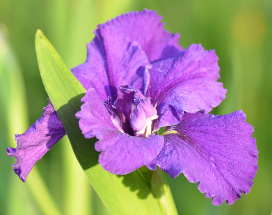 Louisiana Iris Extraordinaire