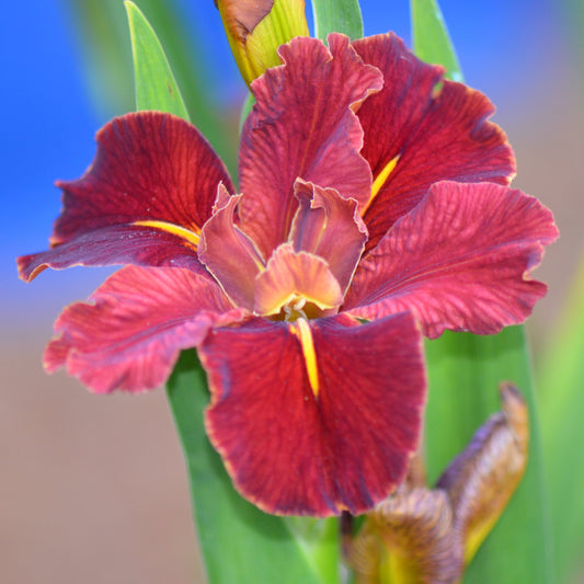 Louisiana Iris Kerry Lynette Douglas