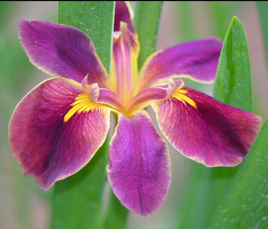 Louisiana Iris Purple Gloaming